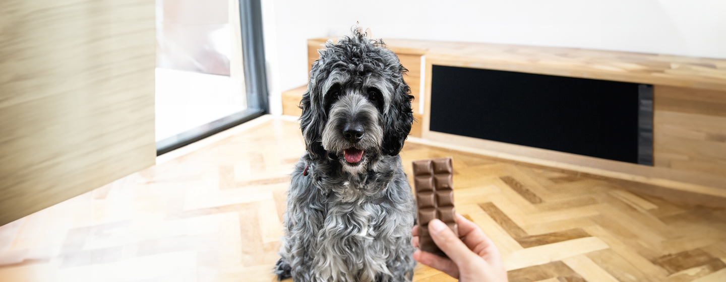 Revealed: Can Dogs Eat Chocolate? | Purina